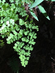 Adiantum andicola