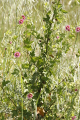 Anisodontea scabrosa