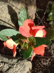 Crossandra greenstockii