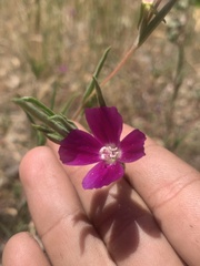 Clarkia purpurea