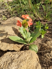Crossandra greenstockii