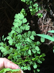 Adiantum andicola