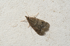 Scoparia penumbralis