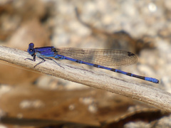 Argia extranea