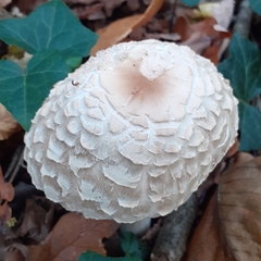 Chlorophyllum rhacodes