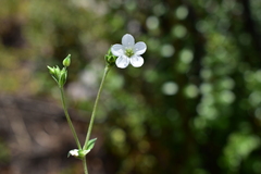 Arenaria