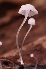 Hemimycena crispula