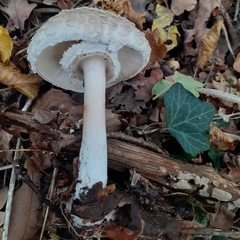 Chlorophyllum rhacodes