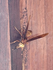 Polistes cavapyta