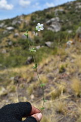 Arenaria