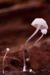 Hemimycena crispula