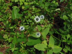 Eryngium scaposum