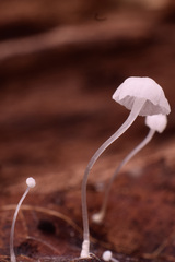 Hemimycena crispula