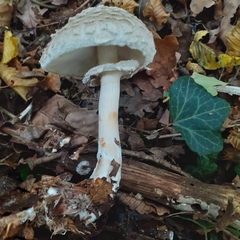 Chlorophyllum rhacodes