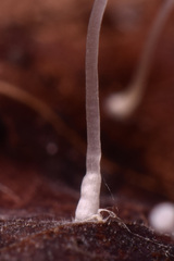 Hemimycena crispula