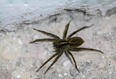Lycosidae