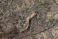 Lepus granatensis