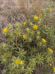 Berkheya pinnatifida stobaeoides