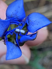 Gentiana autumnalis