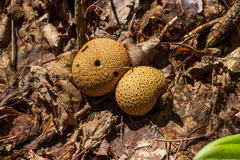 Scleroderma citrinum