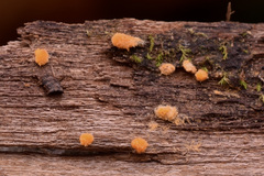 Sphaerosporium lignatile