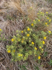 Berkheya pinnatifida stobaeoides