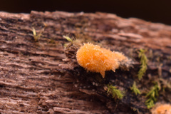 Sphaerosporium lignatile