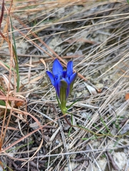 Gentiana autumnalis