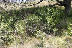 Gomphocarpus physocarpus