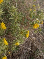 Berkheya pinnatifida stobaeoides