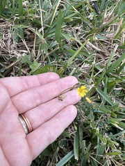 Youngia japonica