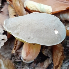 Xerocomellus chrysenteron