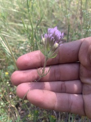 Castilleja lineariloba