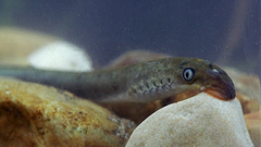 Lampetra planeri