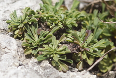 Globularia cordifolia