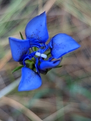 Gentiana autumnalis
