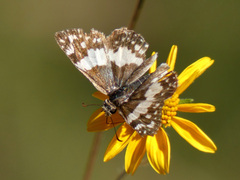 Heliopetes domicella