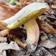 Xerocomellus chrysenteron