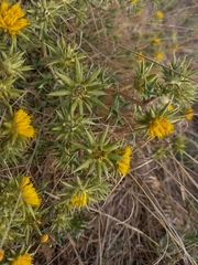 Berkheya pinnatifida stobaeoides