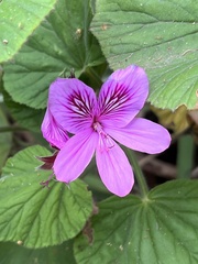 Pelargonium cucullatum