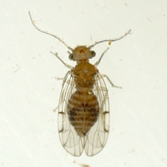 Ectopsocus meridionalis