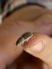 Naupactus peregrinus