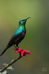 Cinnyris bifasciatus