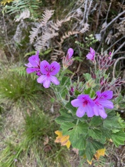 Pelargonium cucullatum