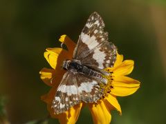 Heliopetes domicella