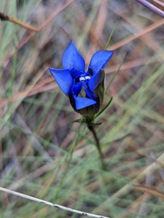 Gentiana autumnalis