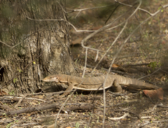 Varanus bengalensis