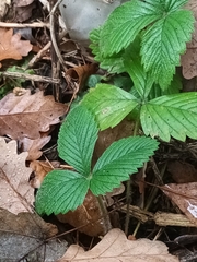 Fragaria vesca