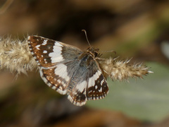 Heliopetes domicella