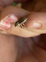 Naupactus peregrinus